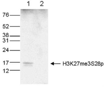 Western Blot: Histone H3 [Trimethyl Lys27, p Ser28] Antibody [NBP2-59212]